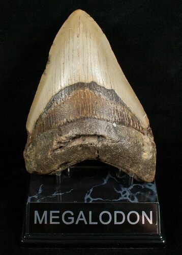 Megalodon Tooth - Carolinas #4987